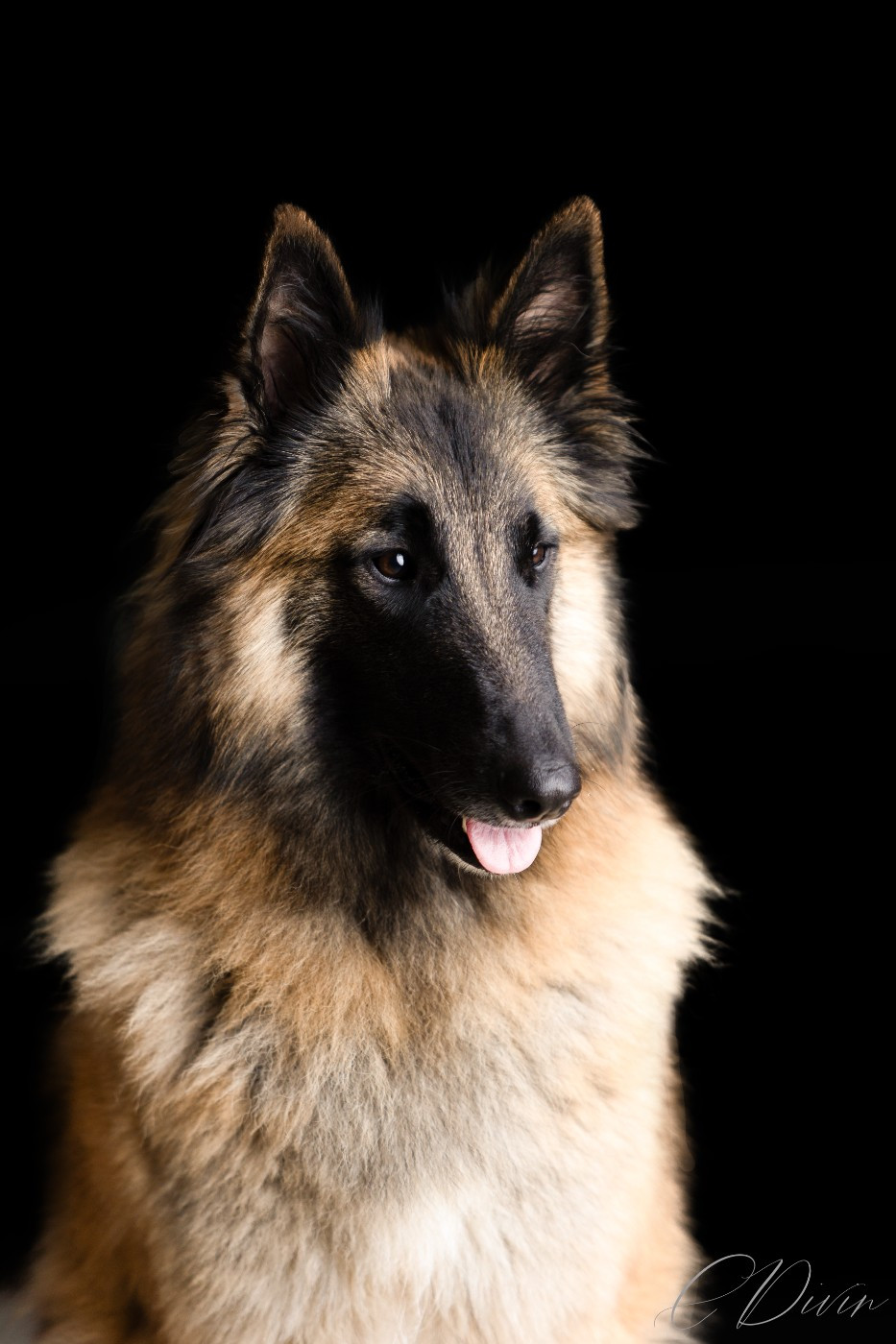 Rosycheeks Sugar Baby Love Shepherds Of Paradise