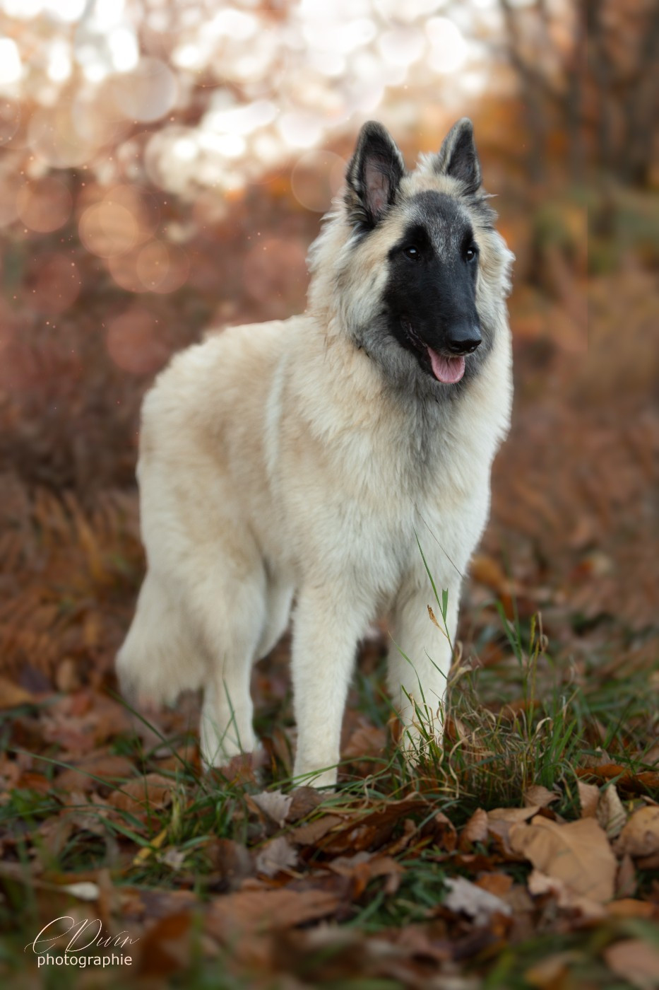 Arpège Of Ops Des Beys