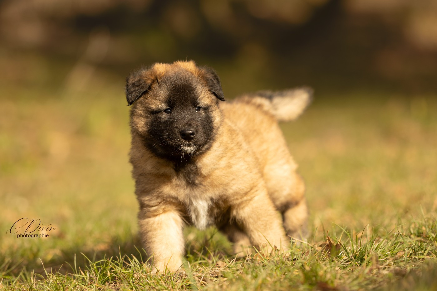 Of Ops Des Beys - Chiots disponibles - Berger Belge