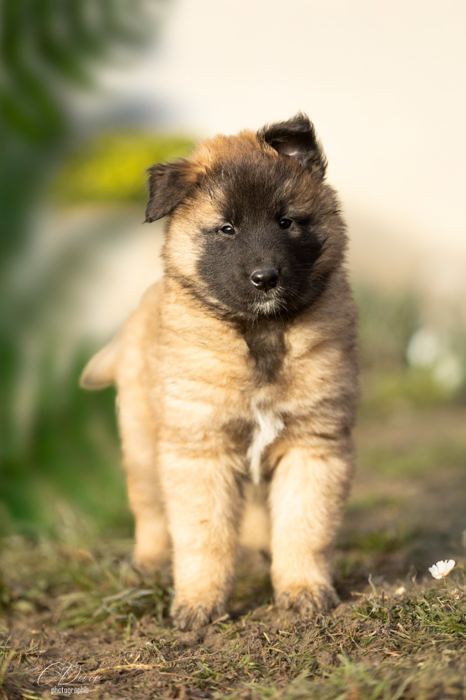 Of Ops Des Beys - Chiots disponibles - Berger Belge
